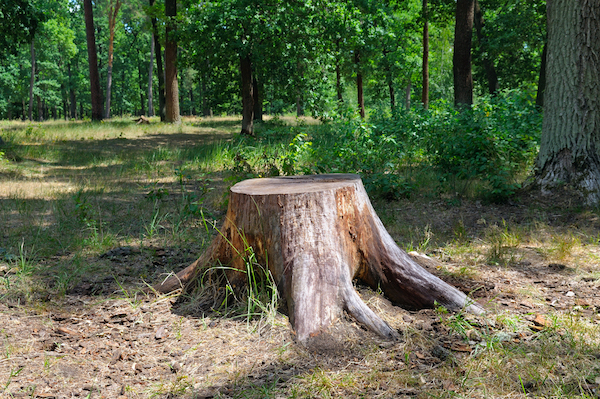 Are You Stumped?